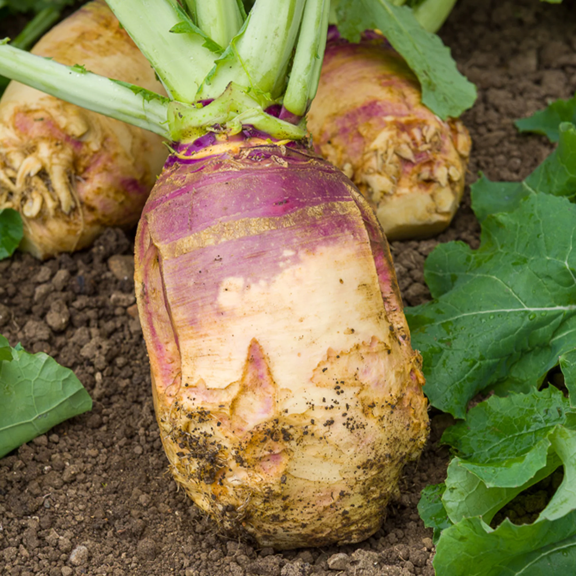 Chou rutabaga Champion jaune à collet rouge