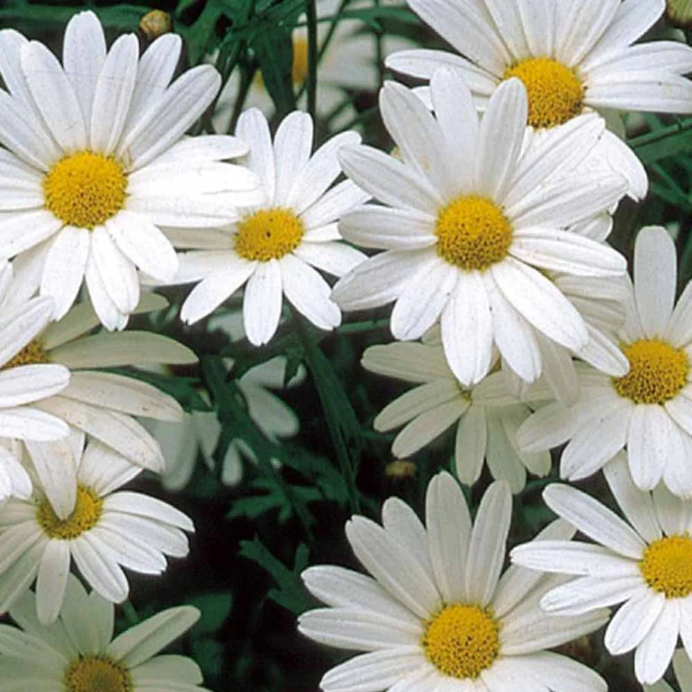 Chrysanthème des prés à grande fleur vivace Alaska