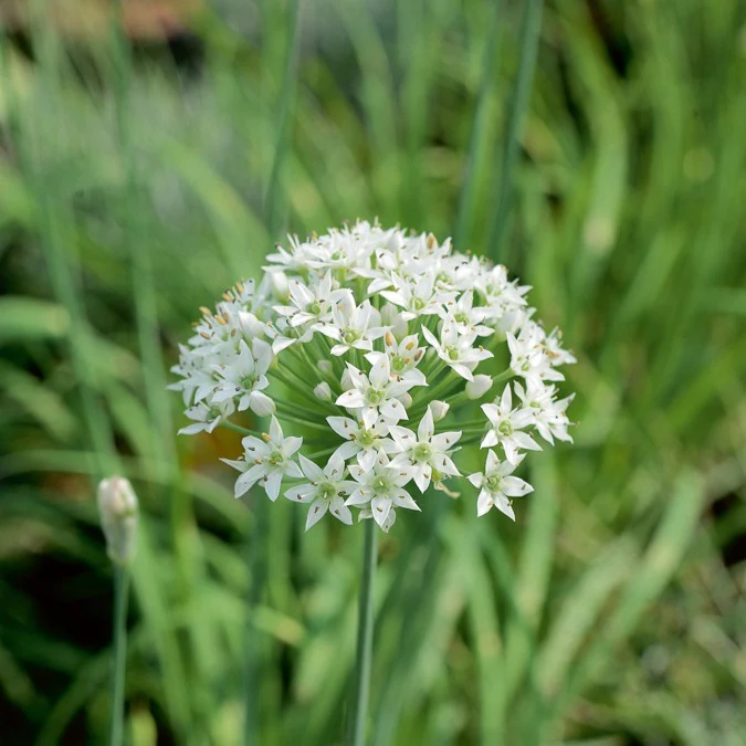 Ciboule de Chine - Ciboulette Ail Bio - Image 3