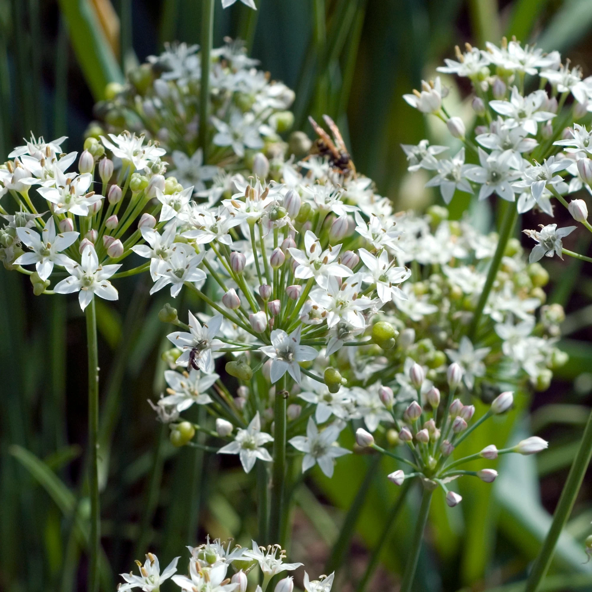 Collection d'aromatiques #1 - Image 4