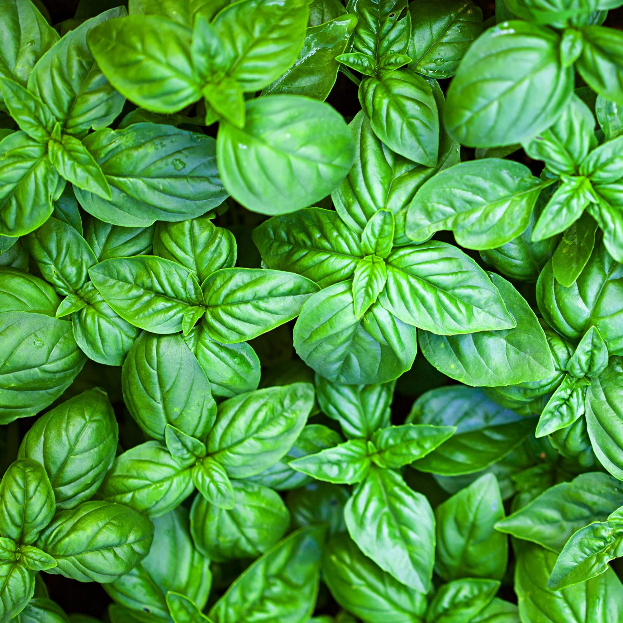 Collection de fines herbes : Persil, Basilic, Cerfeuil, Ciboulette - Image 3