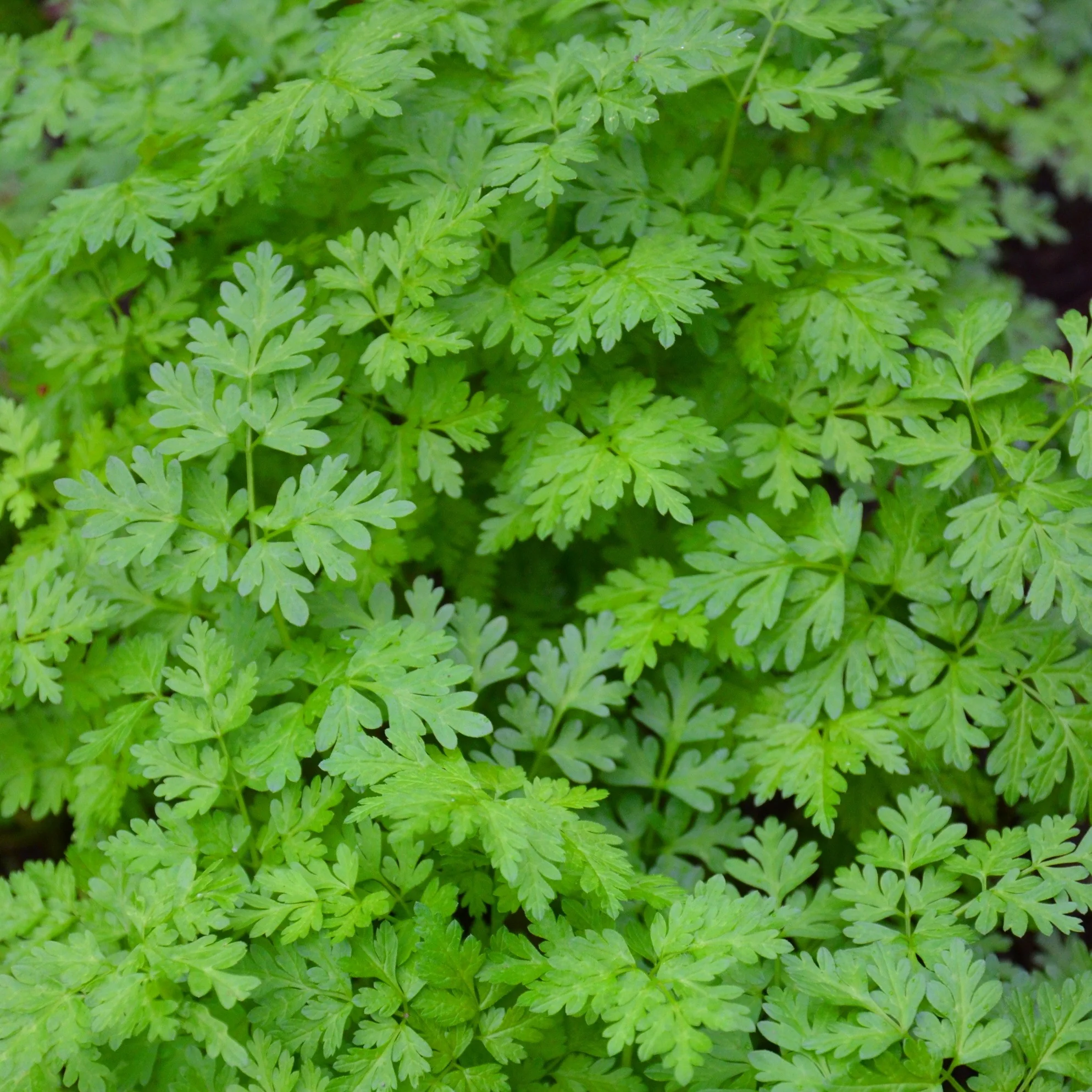 Collection de fines herbes : Persil, Basilic, Cerfeuil, Ciboulette - Image 4