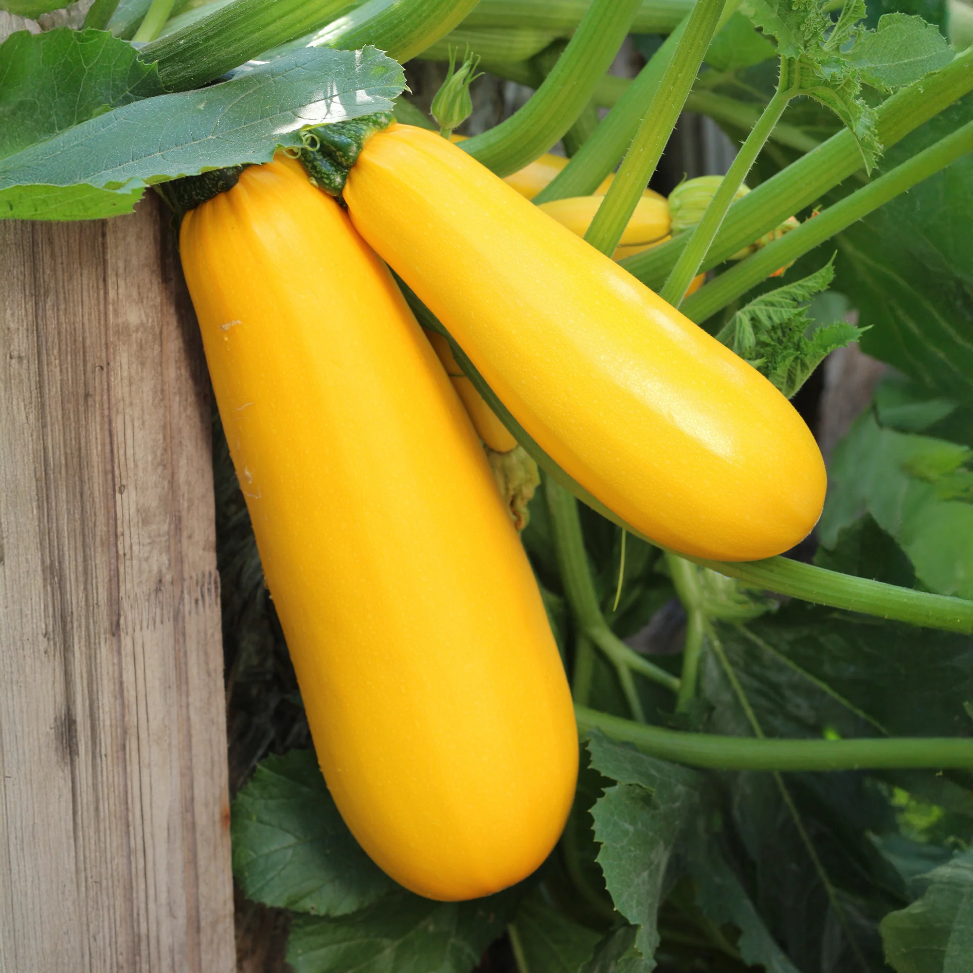 Collection de légumes du soleil - Image 2
