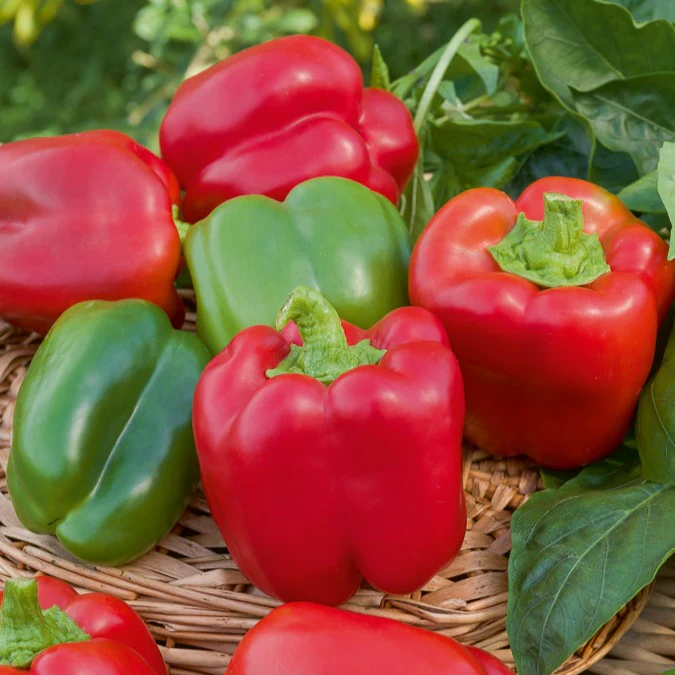 Collection de légumes du soleil - Image 3
