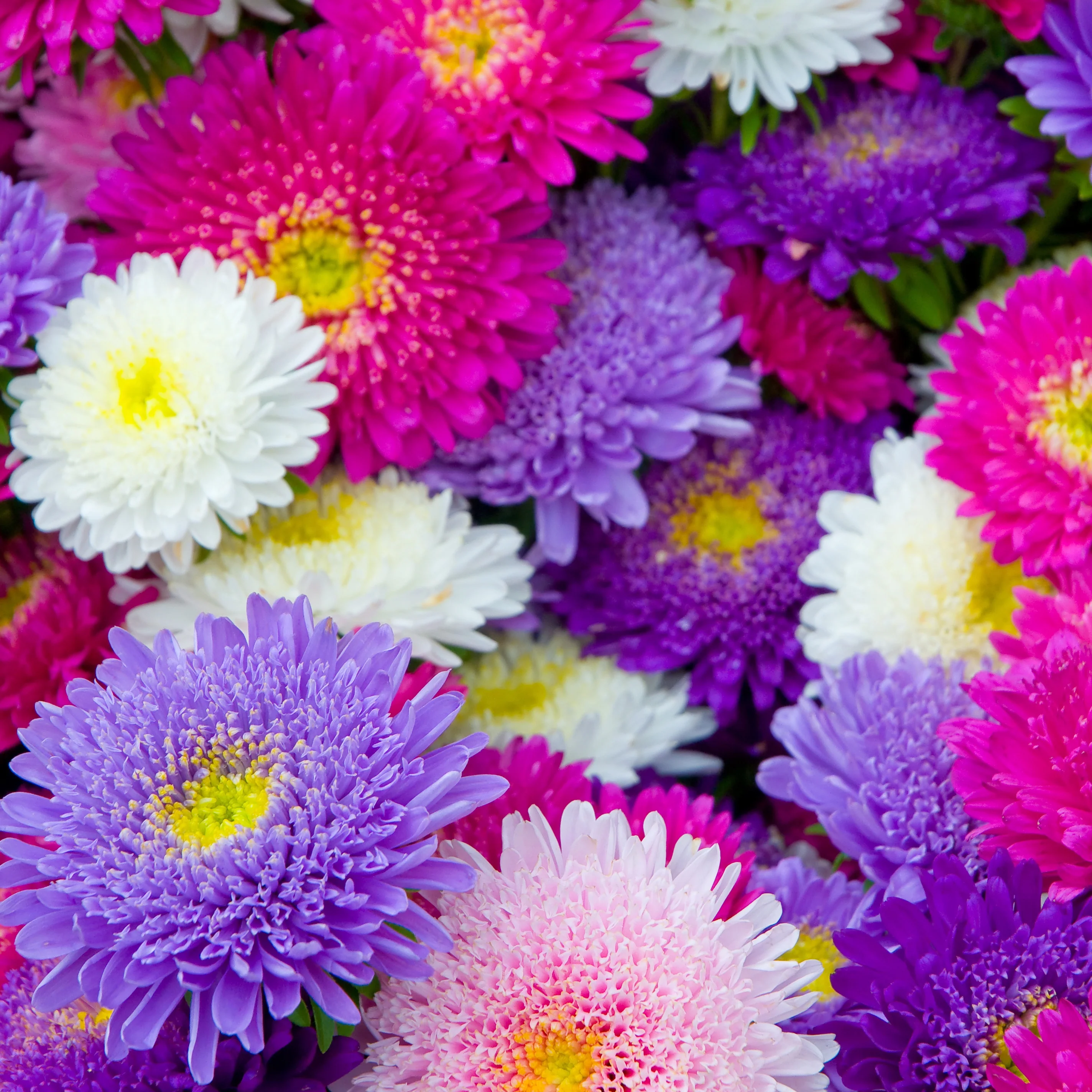 Collection de Reine-marguerite