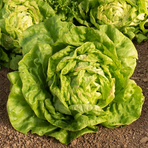 Collection de salades - Image 2