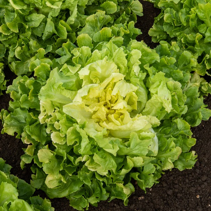 Collection de salades - Image 4