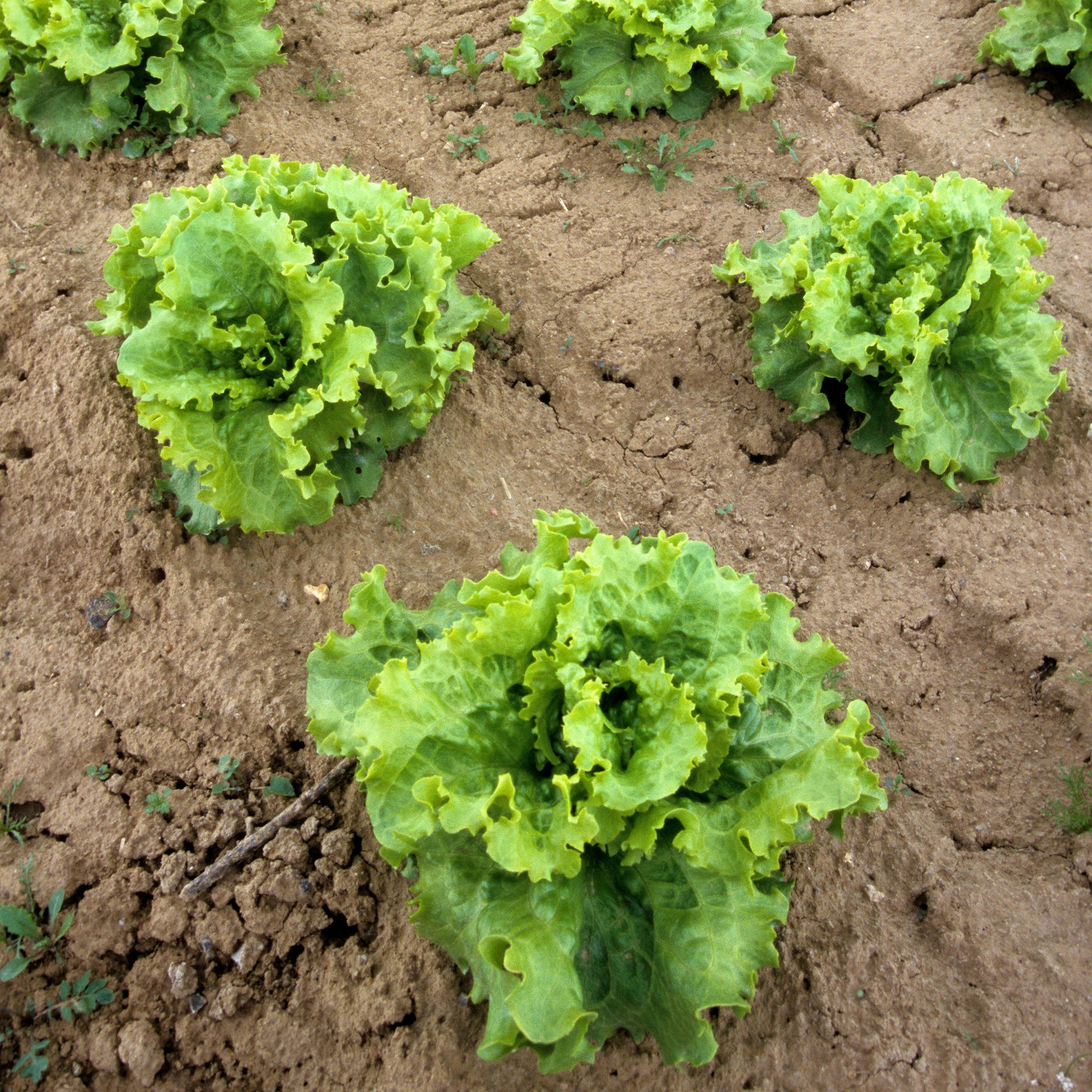 Collection de salades - Image 5