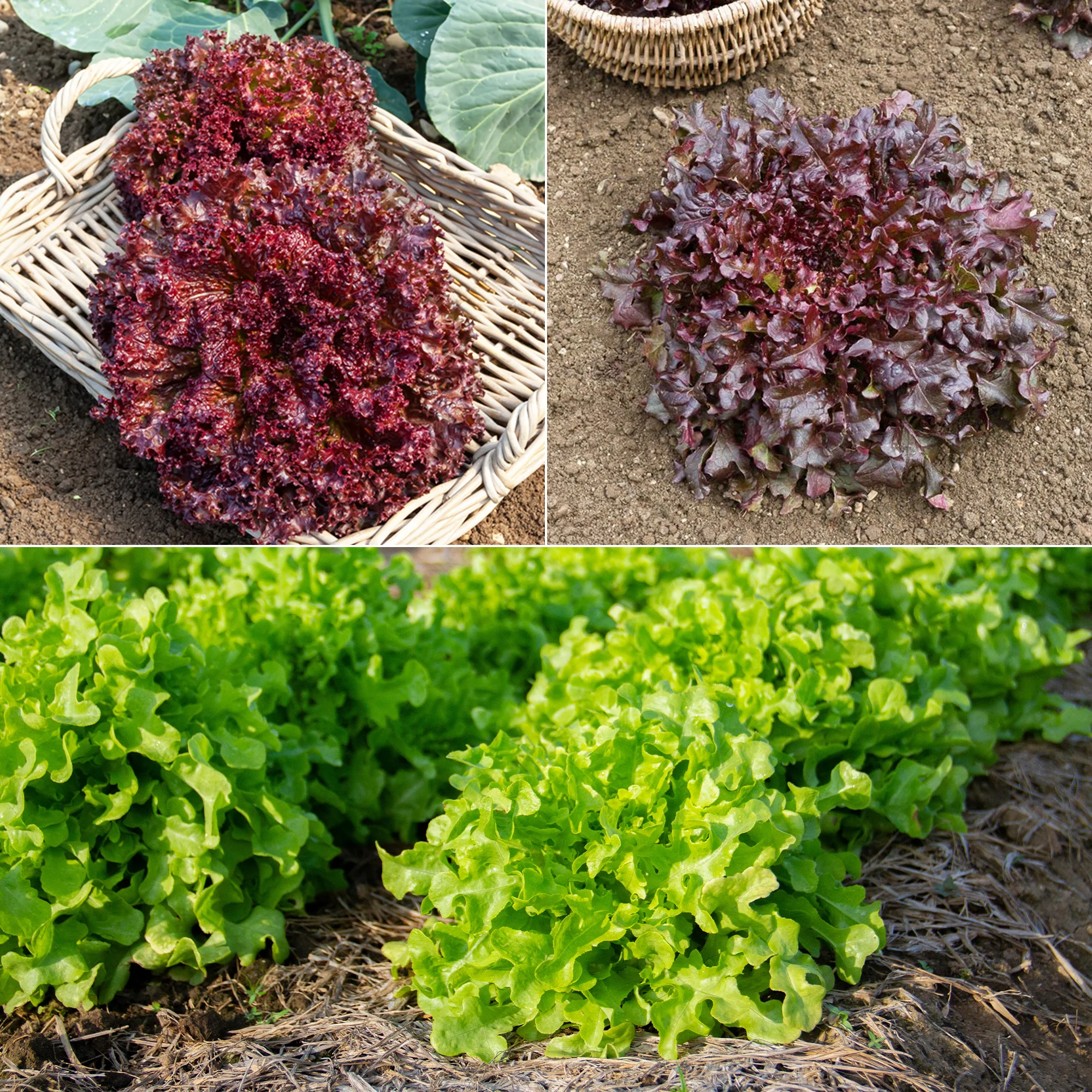 Collection de salades à couper