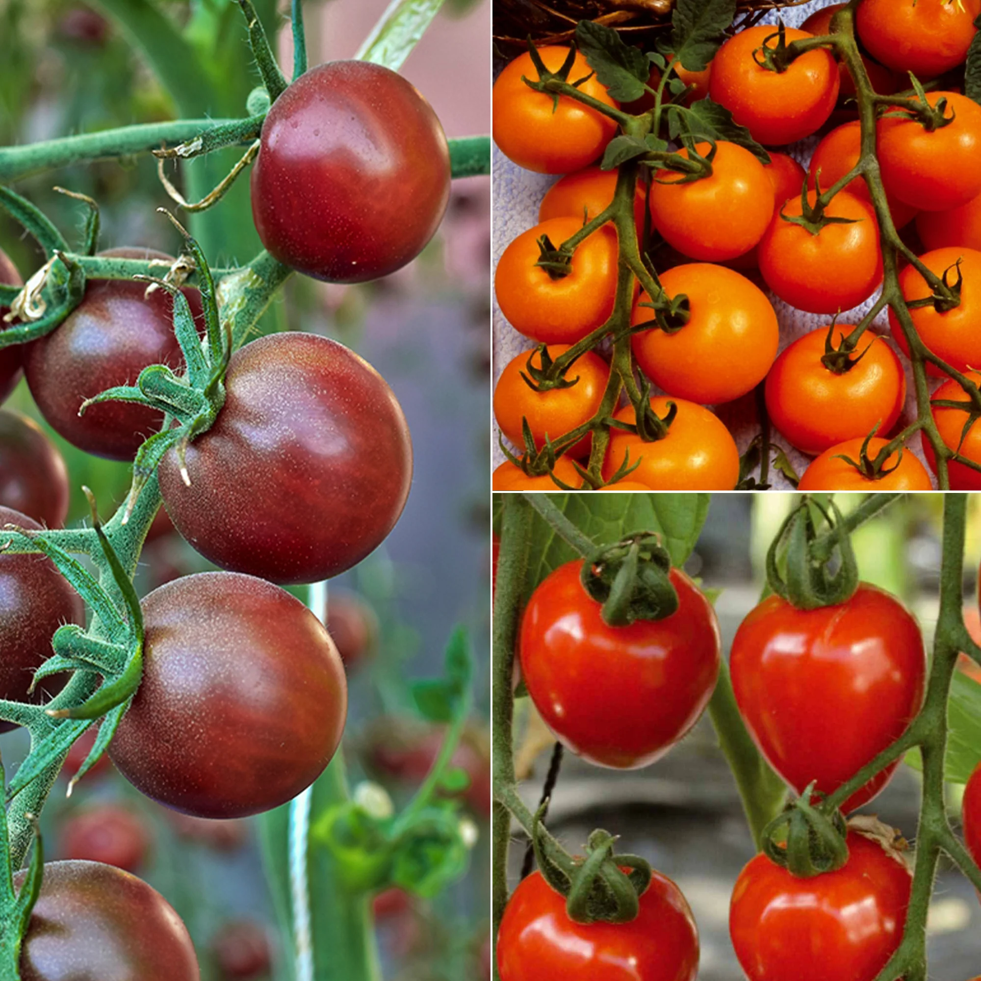 Collection de Tomates cerises