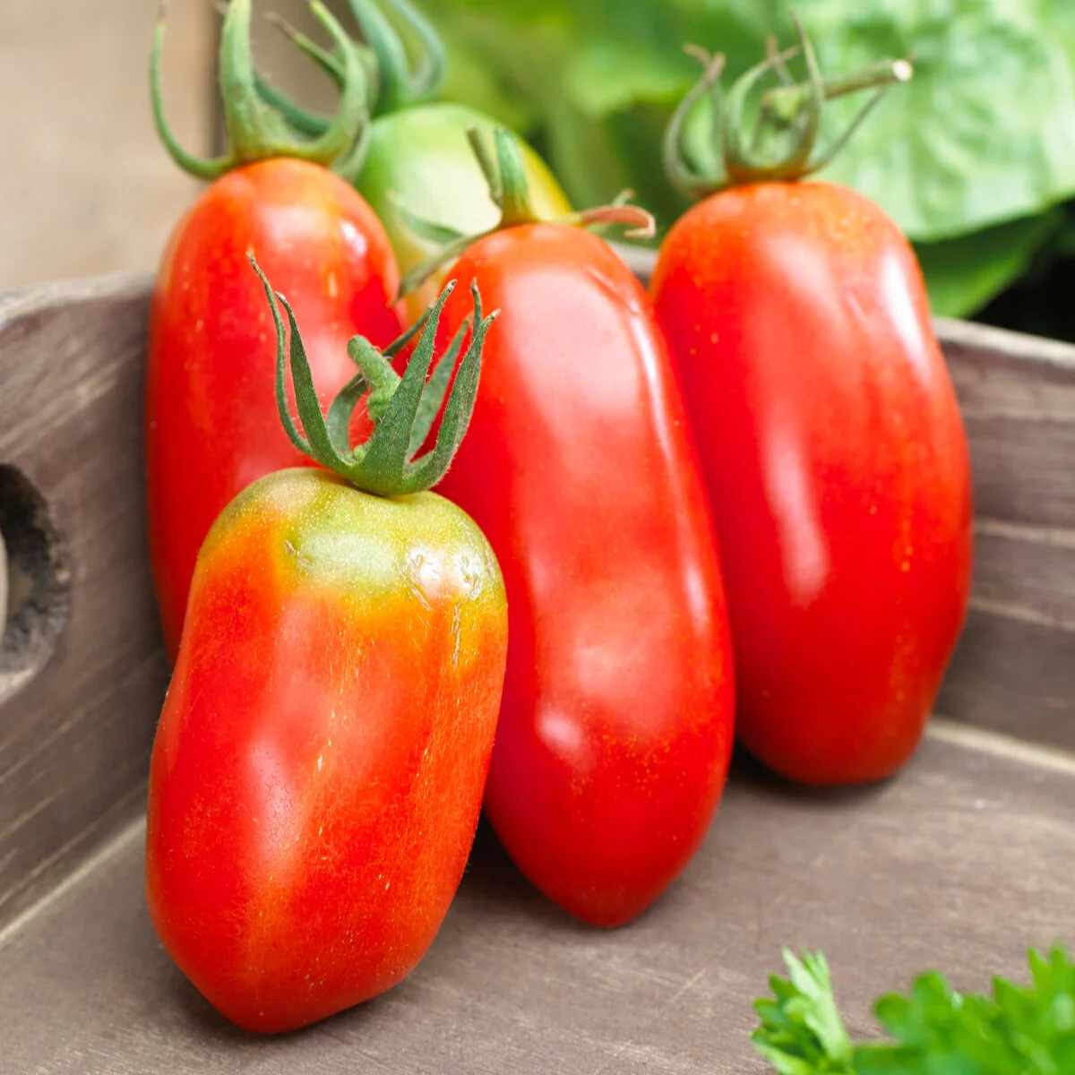Collection de Tomates savoureuses - Image 2
