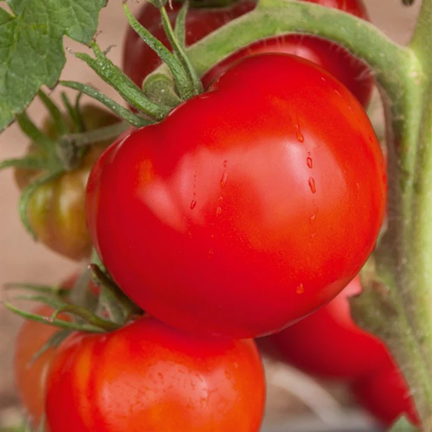 Collection de Tomates savoureuses - Image 4