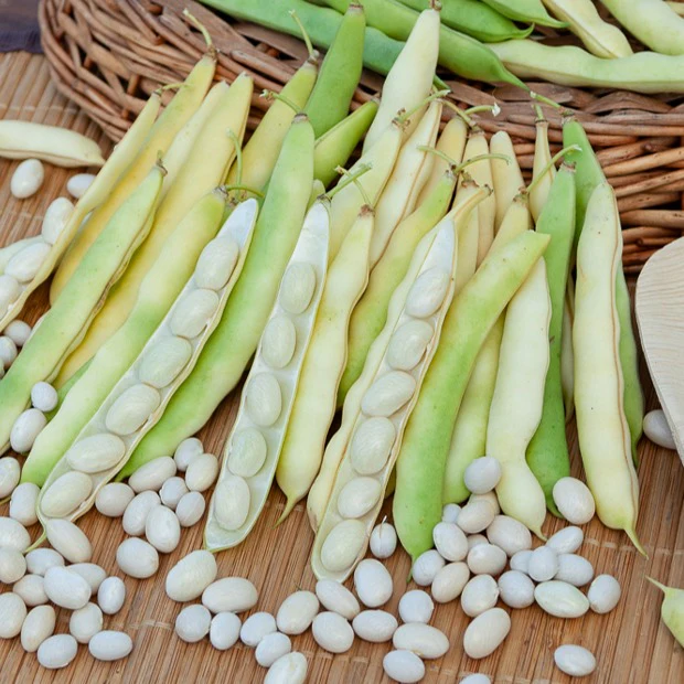 Collection d'Haricots - Image 4