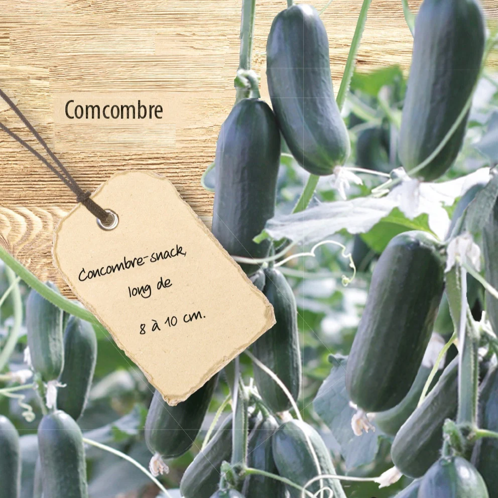 Concombre mini Hopeline F1
