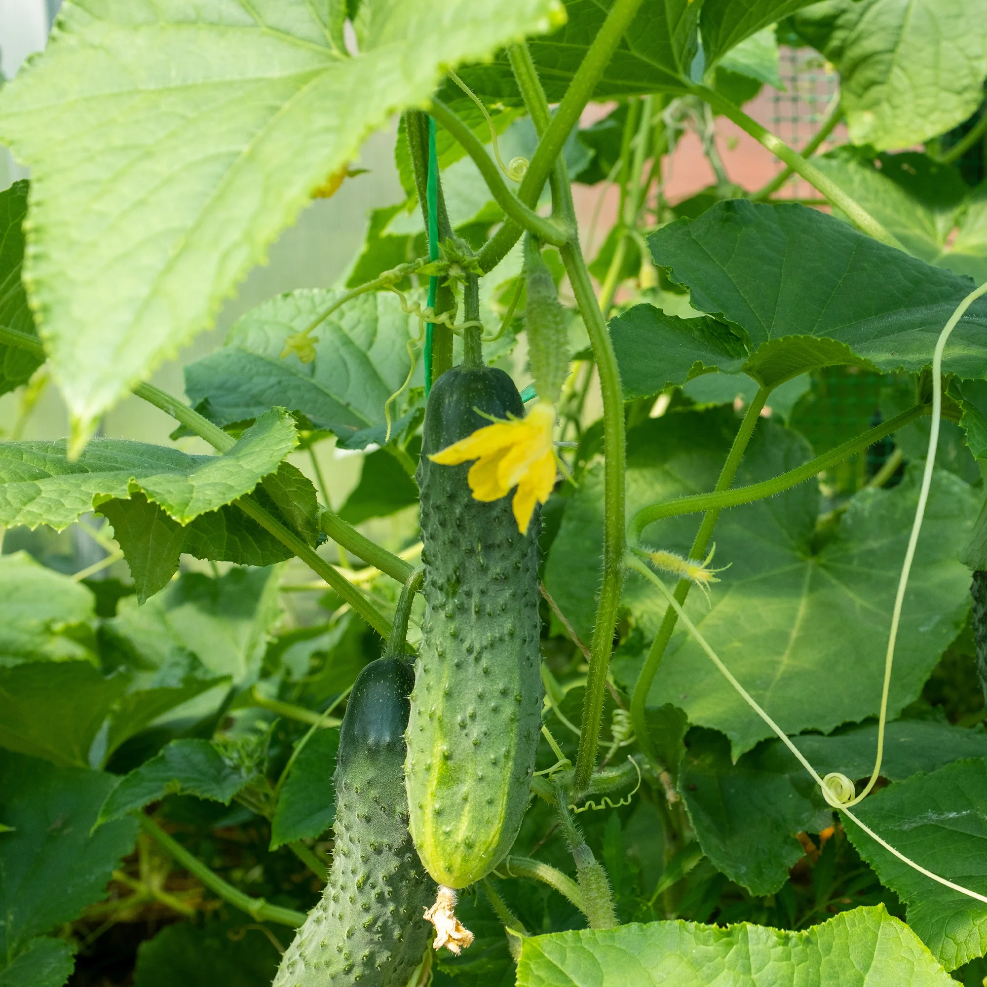 Cornichon Regal F1
