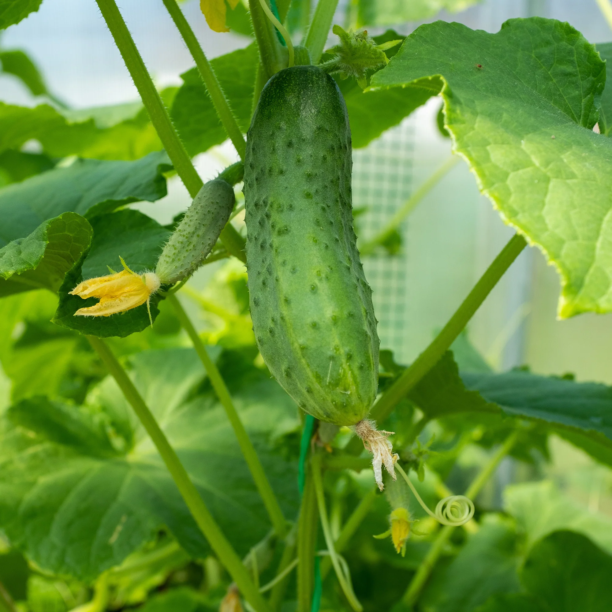 Cornichon Regal F1 - Image 3