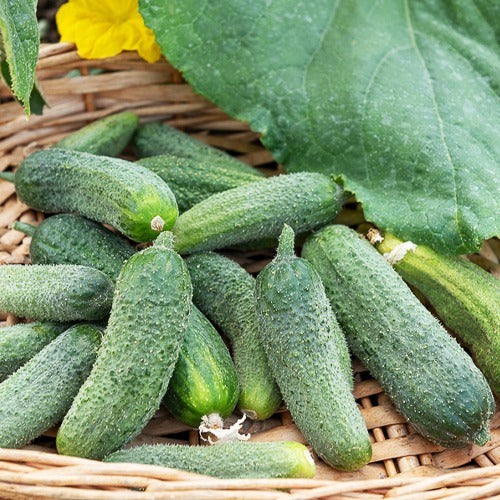 Cornichon Vert Petit de Paris