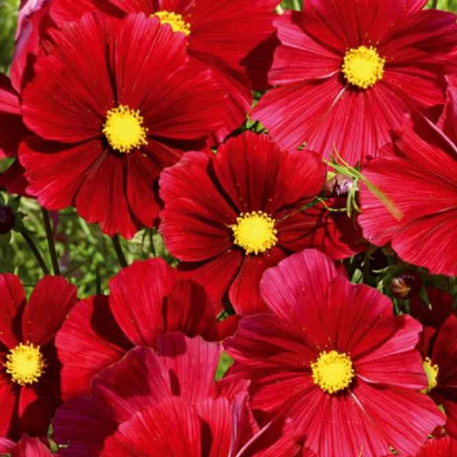 Cosmos bipinné à grande fleur Rubenza