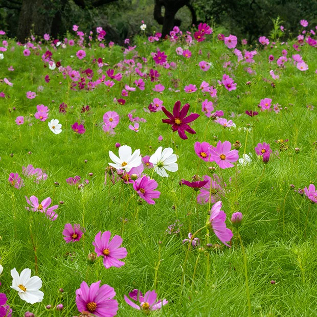 Cosmos Sensation en mélange - Image 3