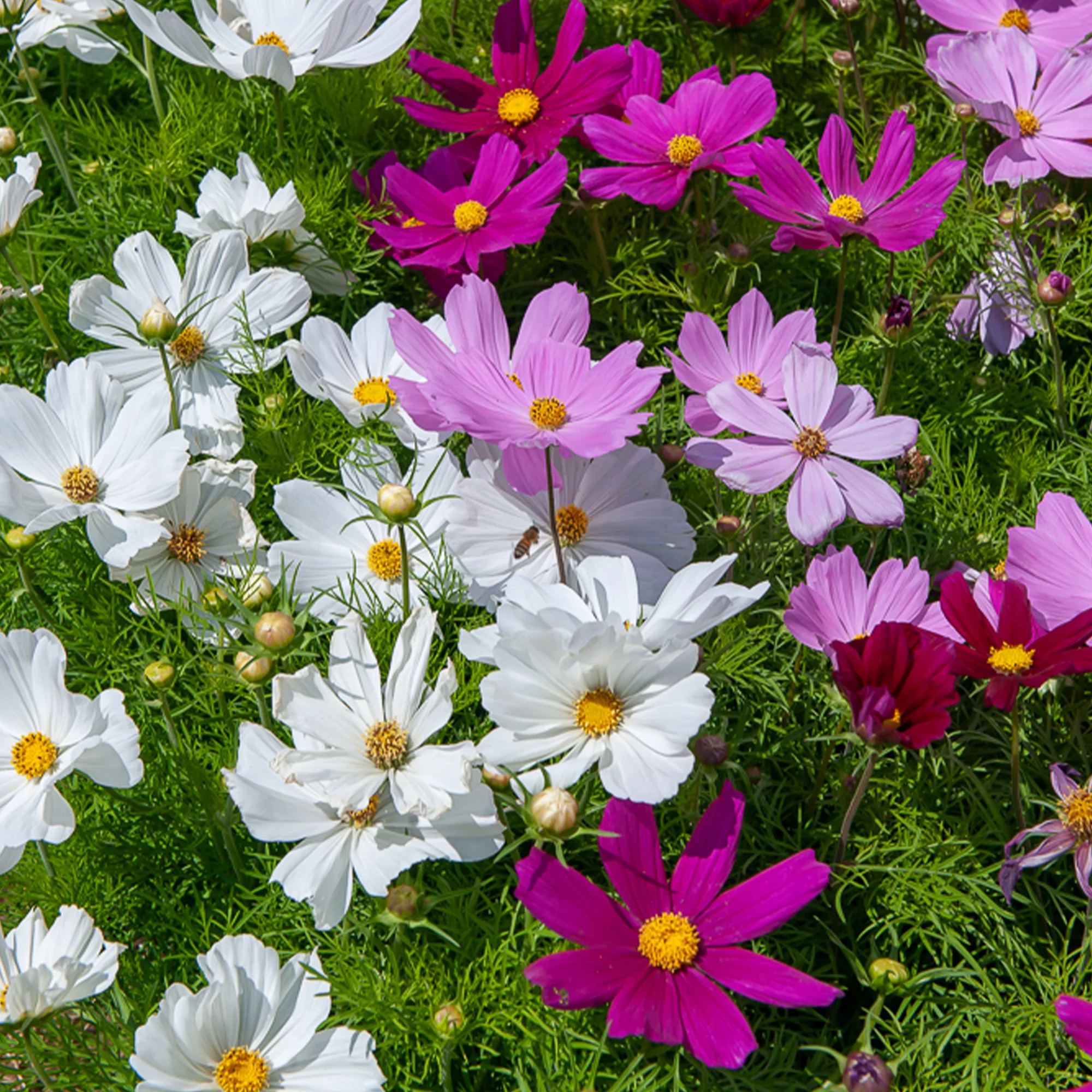 Cosmos Sensation en mélange - Image 4