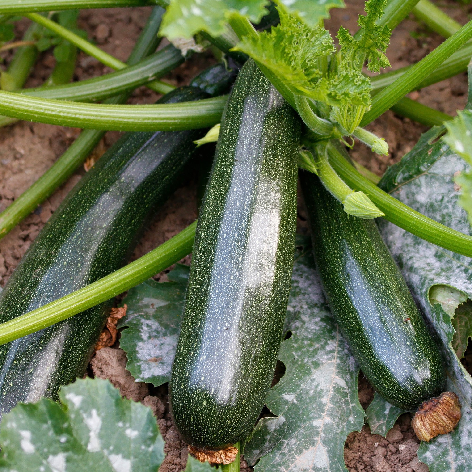 Courgette Black Beauty