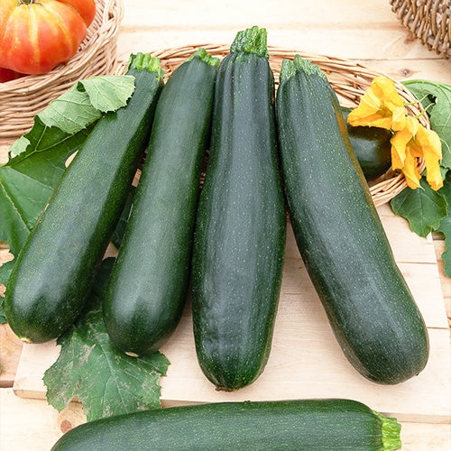 Courgette Black Beauty - Image 2