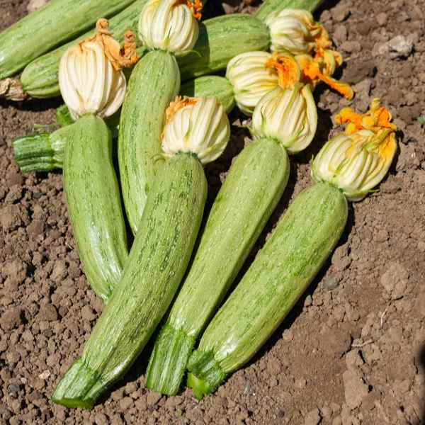 Courgette Profusion  - Grisette de Provence - Image 2