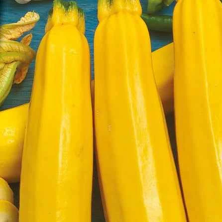 Courgette Soleil F1 - Image 4