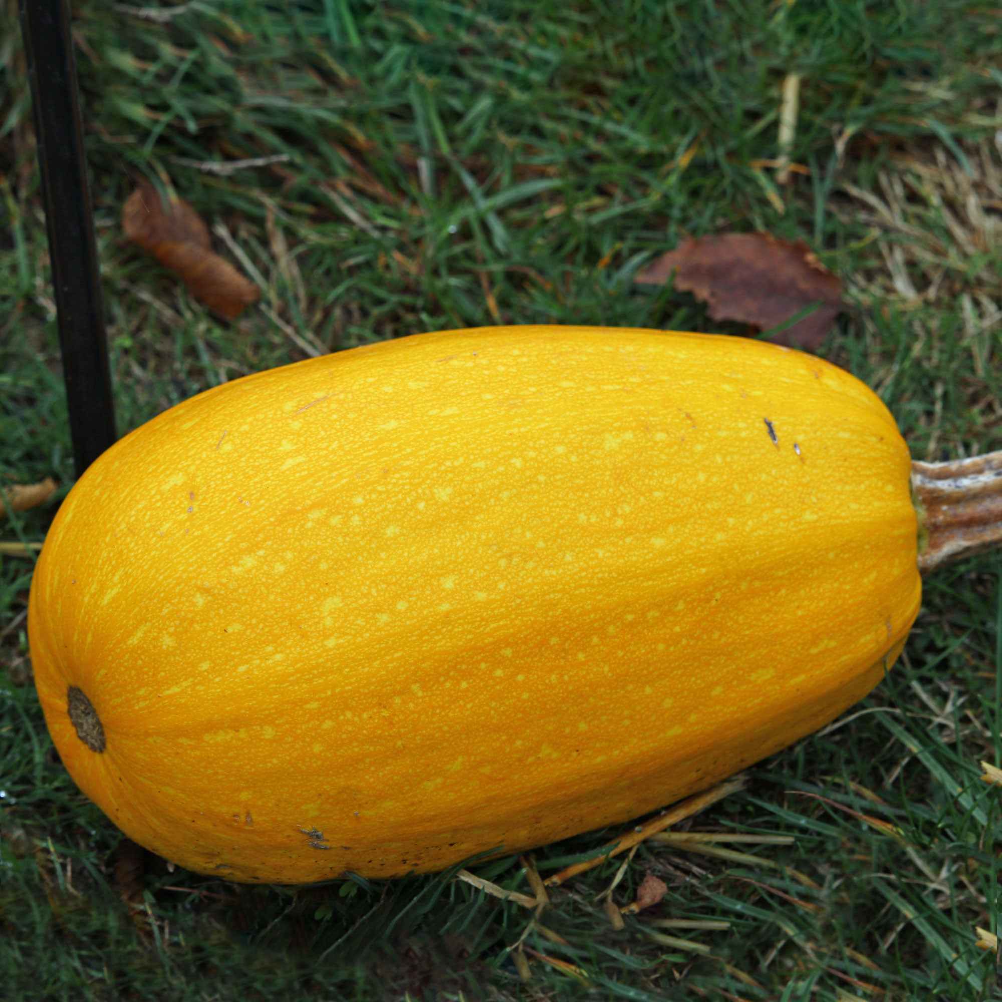 Courgette Spaghetti végétal