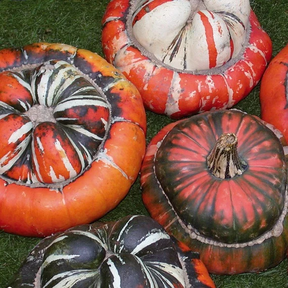 Cucurbita Coloquintes annuelle Turban des Turcs