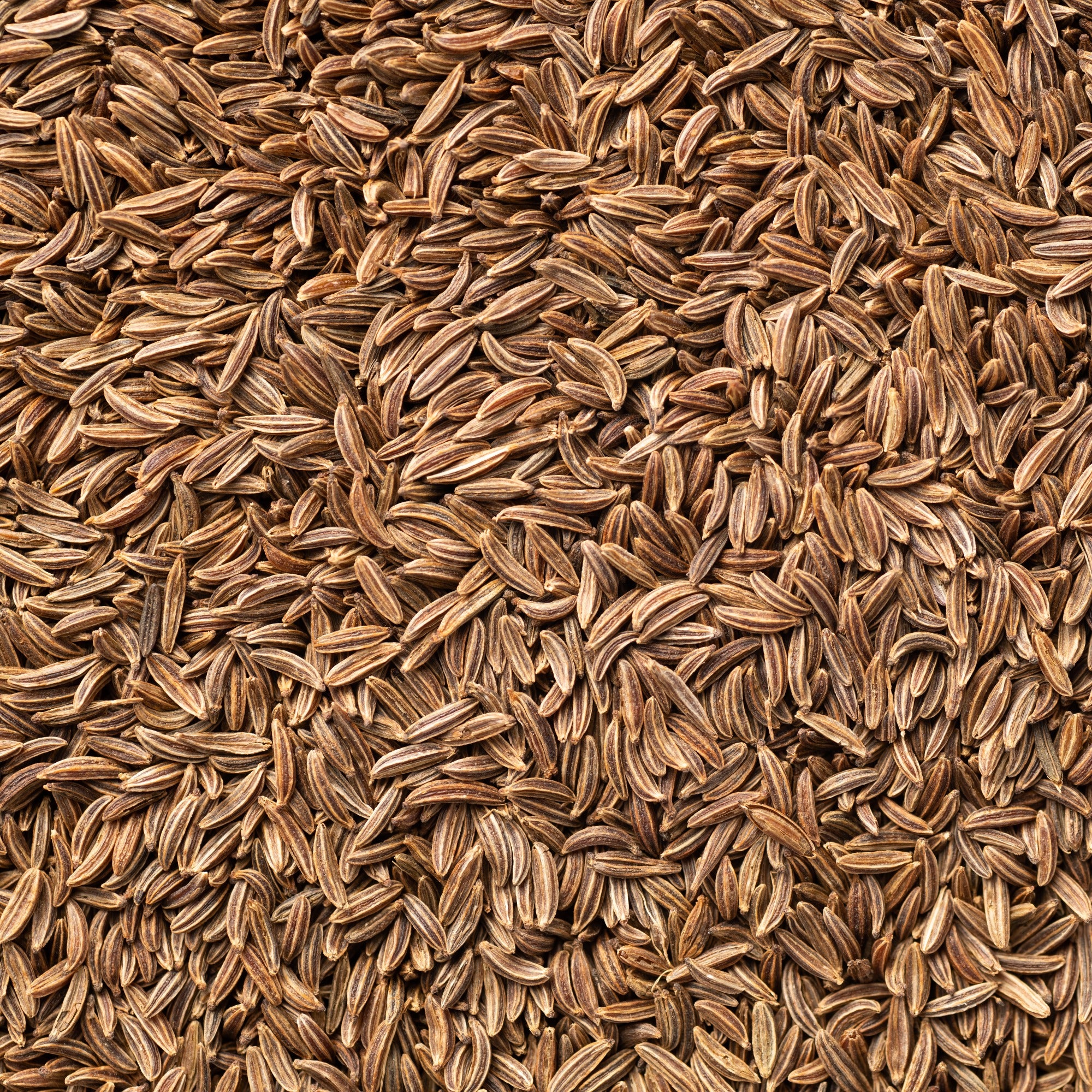 Cumin - Image 2