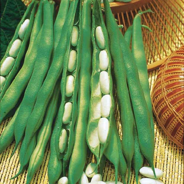 Haricot nain Lingot suisse blanc