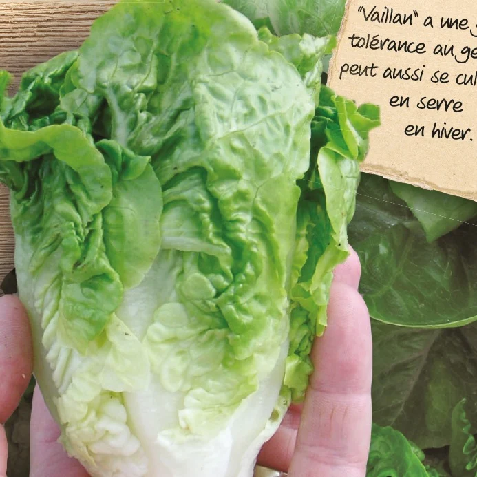 Laitue romaine Little Gem Vailan