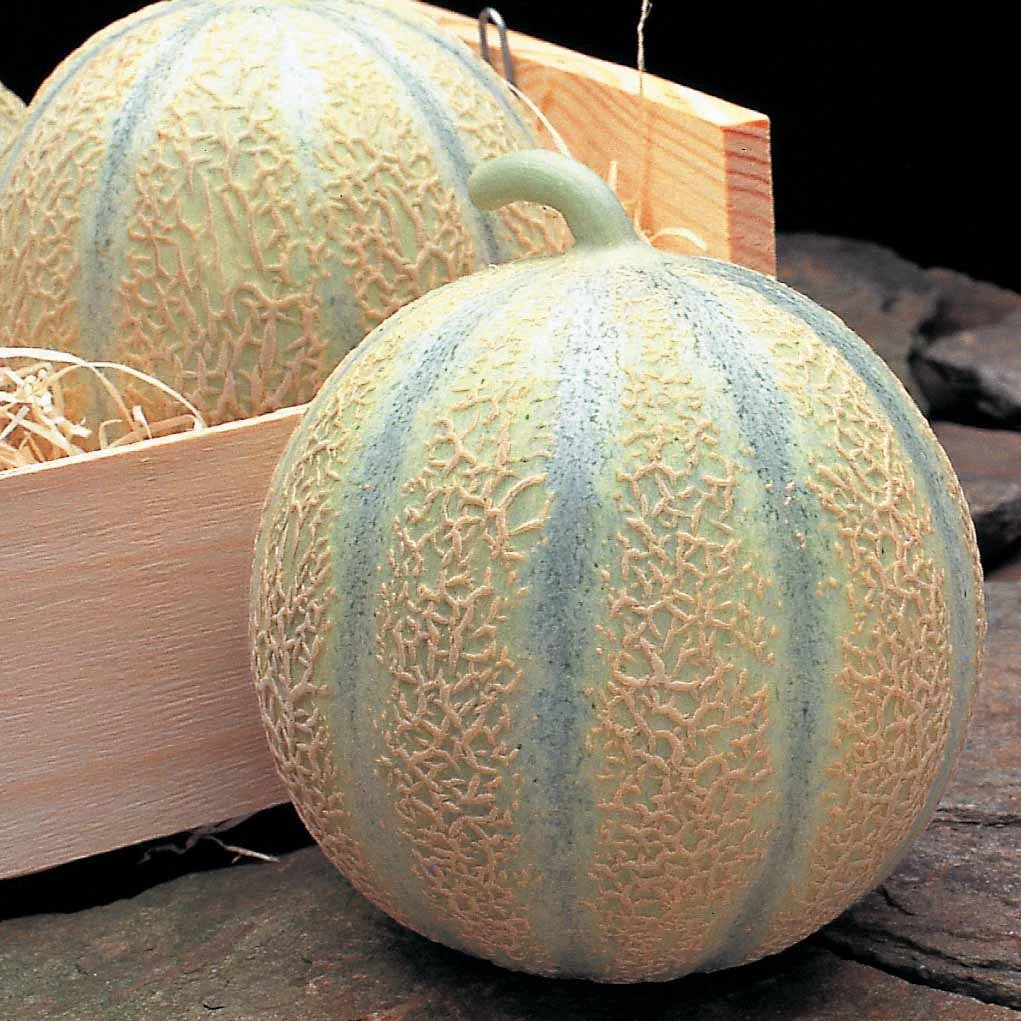Melon Diego F1