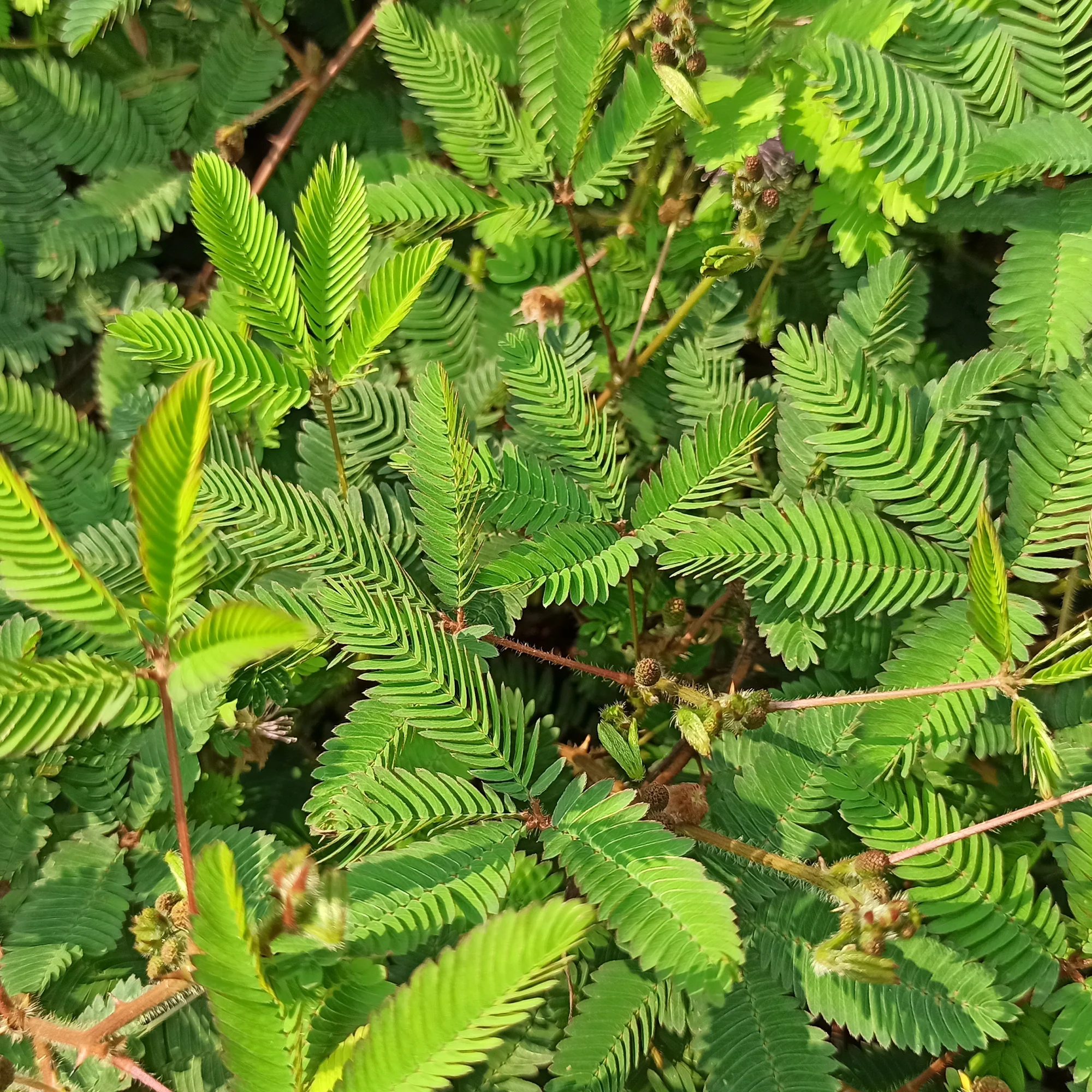 Mimosa pudique - sensitive - Image 2