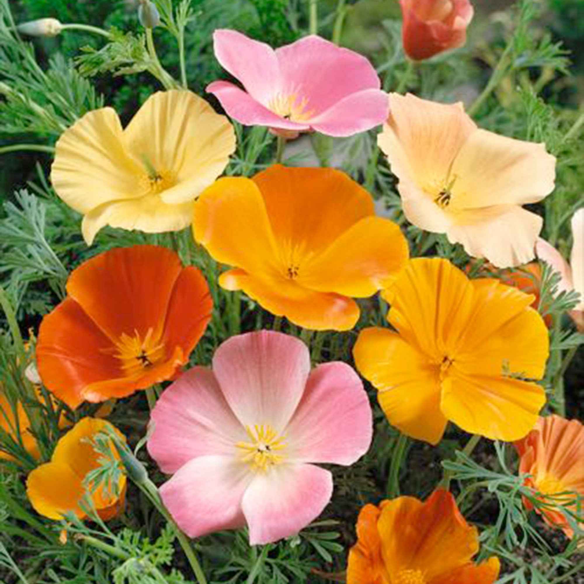 Pavot de Californie à fleurs simples en mélange - Image 3