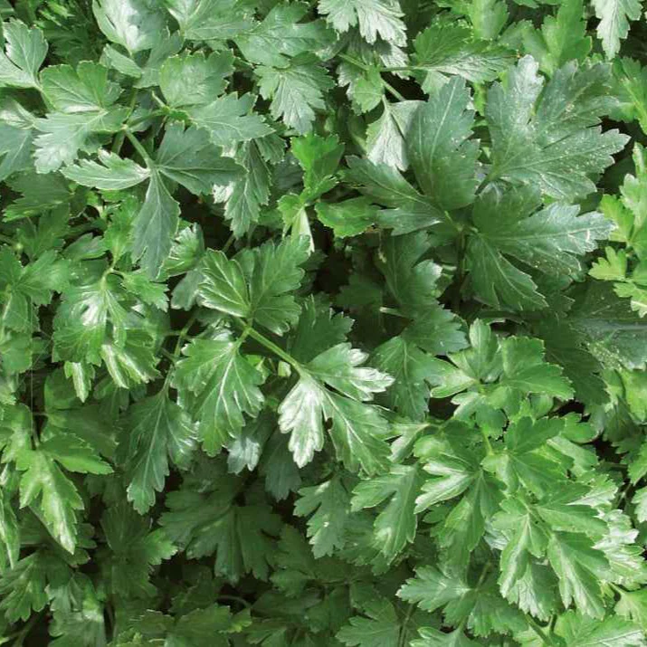 Persil plat Géant d'Italie Bio