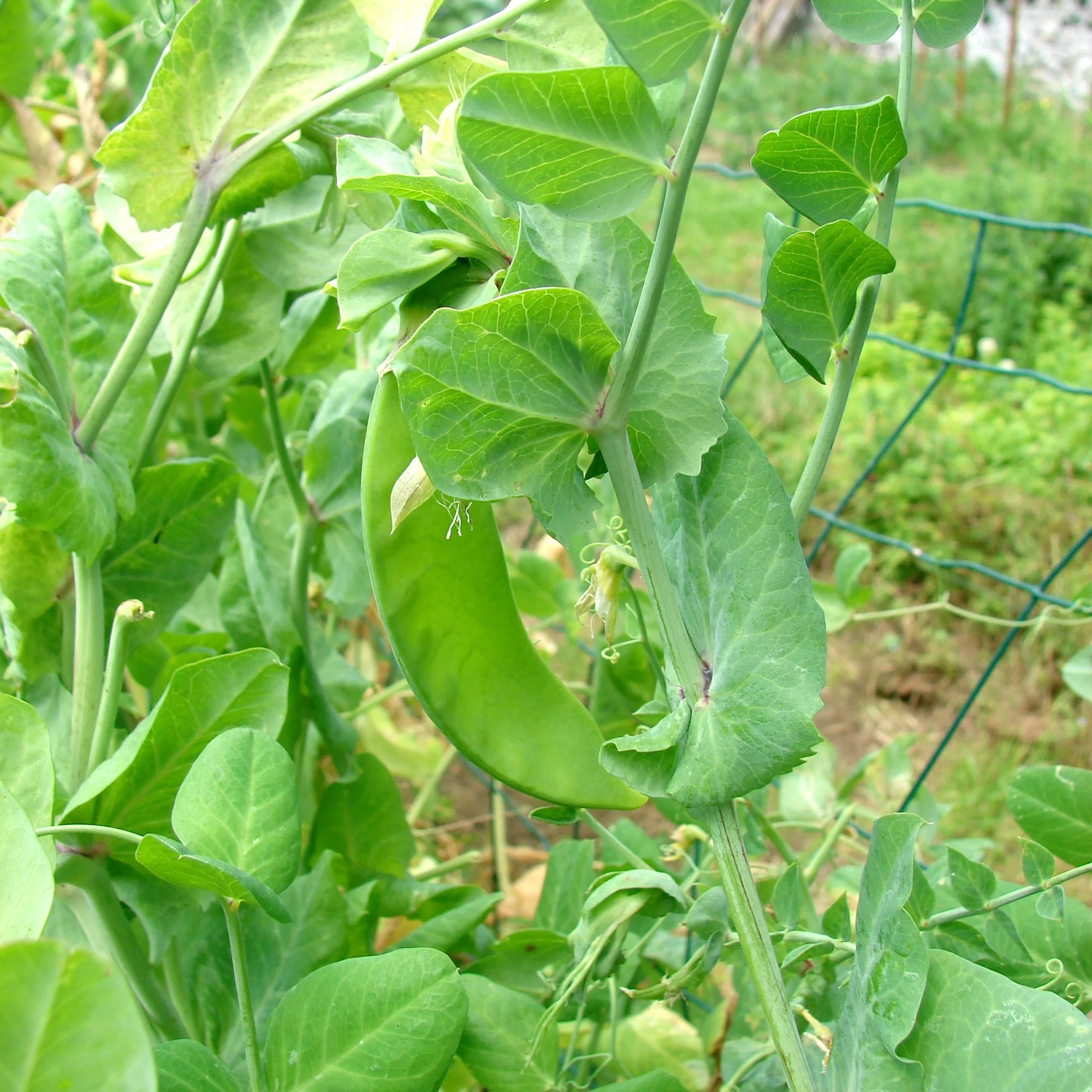 Pois mangetout Héraut