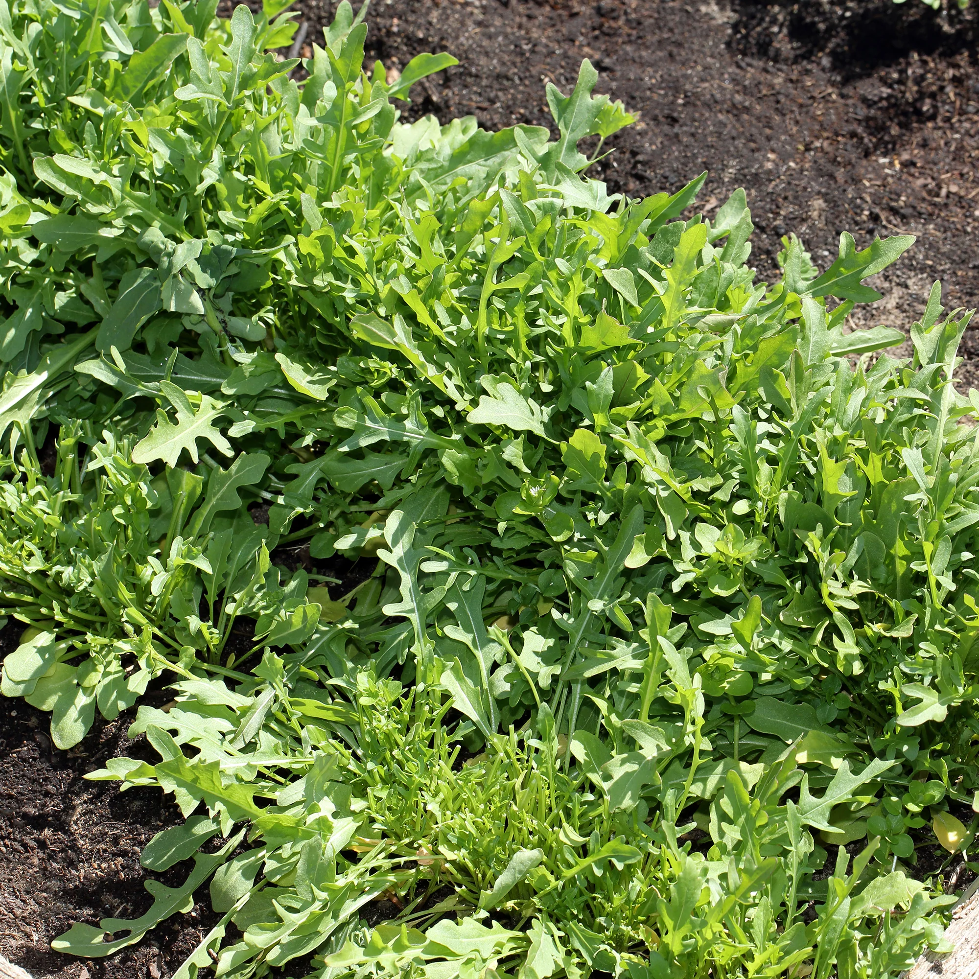 Roquette sauvage Sylvetta - Wild Rocket