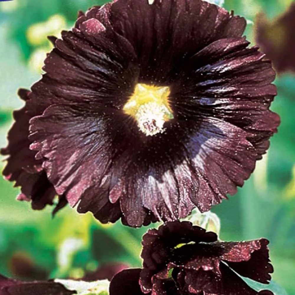 Rose Trémière simple noir Jet Black