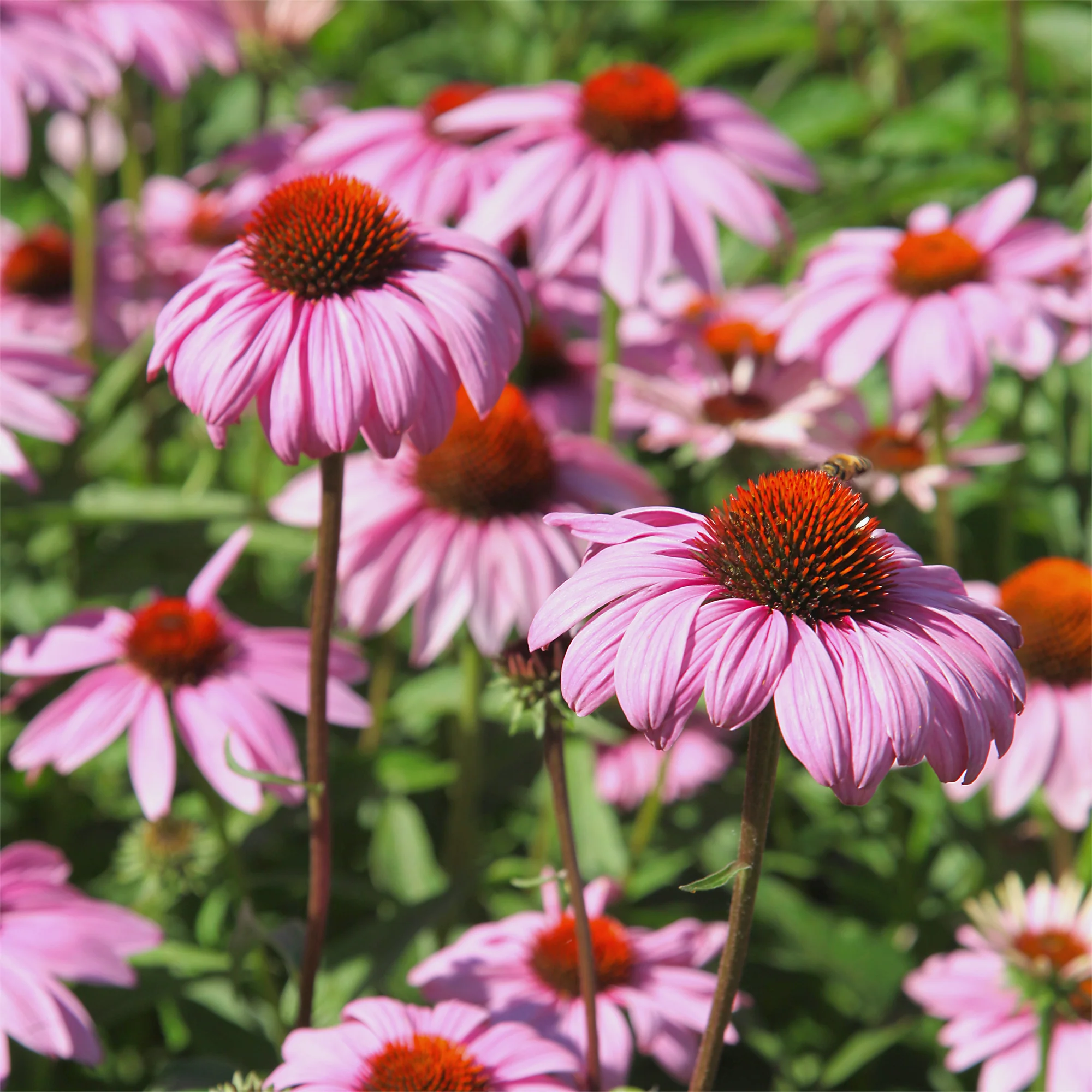 Rudbeckia pourpre - Echinacea