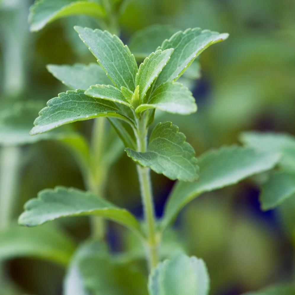 Stevia - Herbe à sucre - Image 2