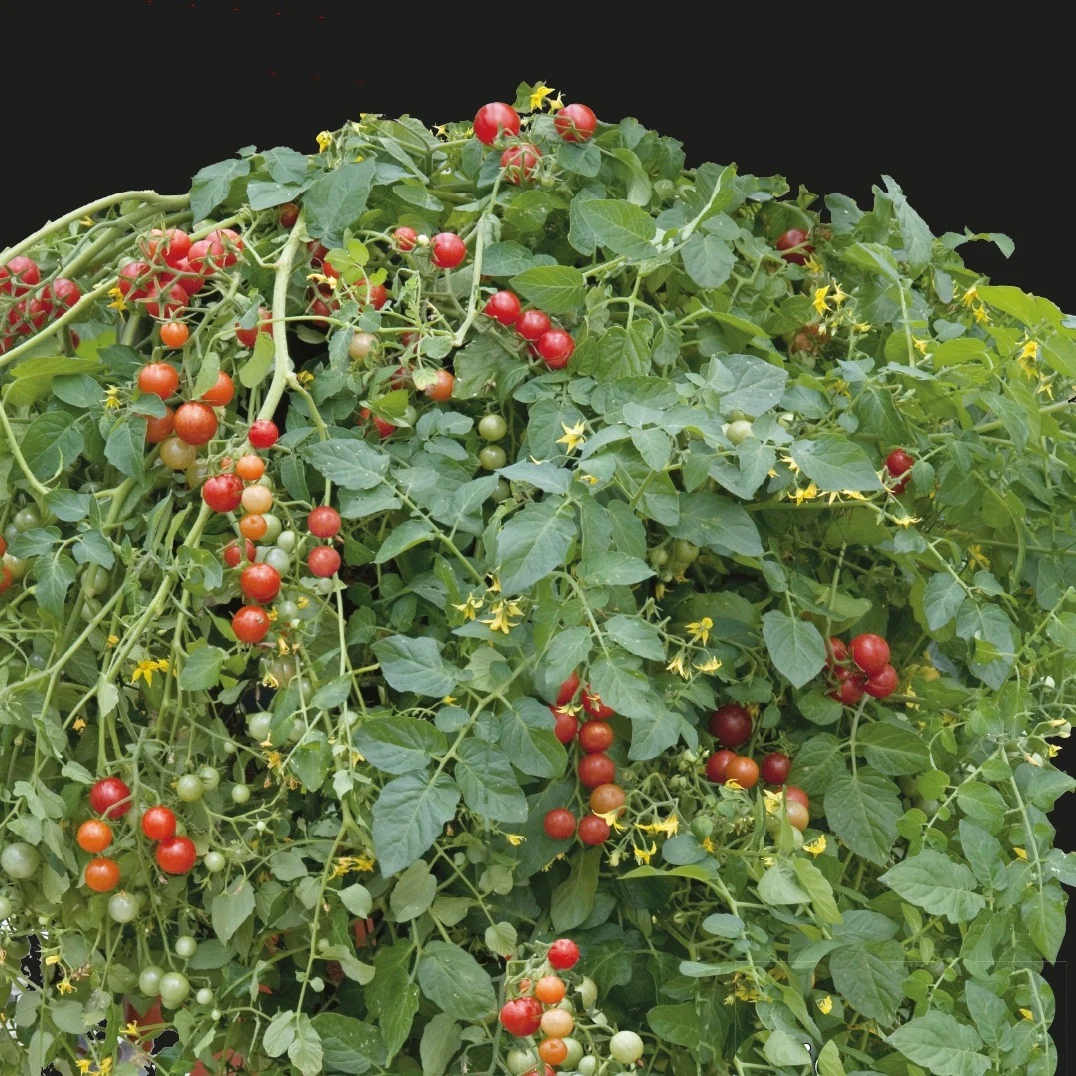 Tomate-cerise Micro Cherry