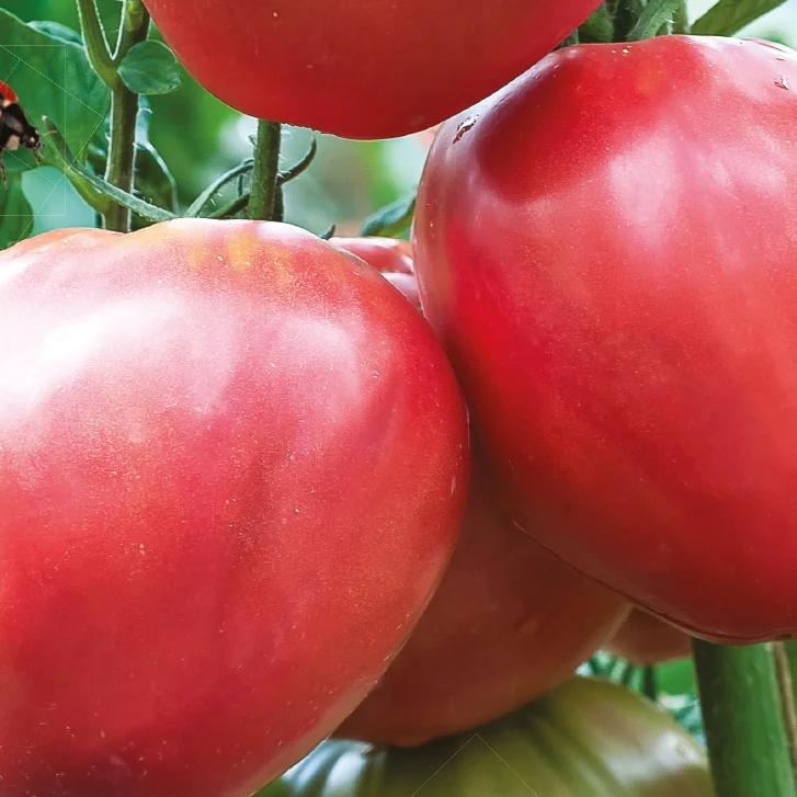 Tomate Cœur de boeuf Bio