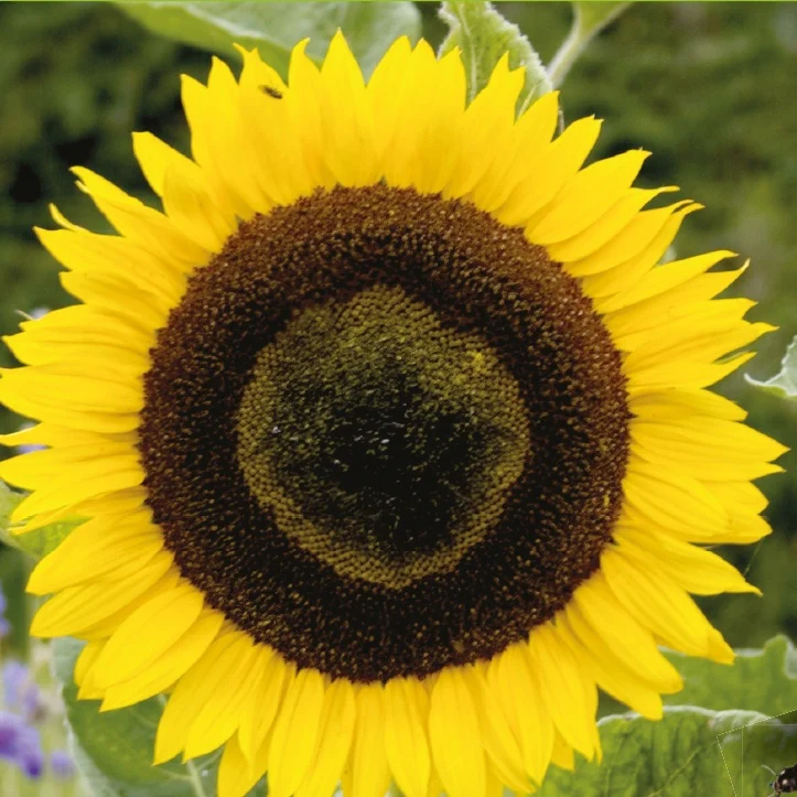Tournesol à fleur géante Bio - Image 2