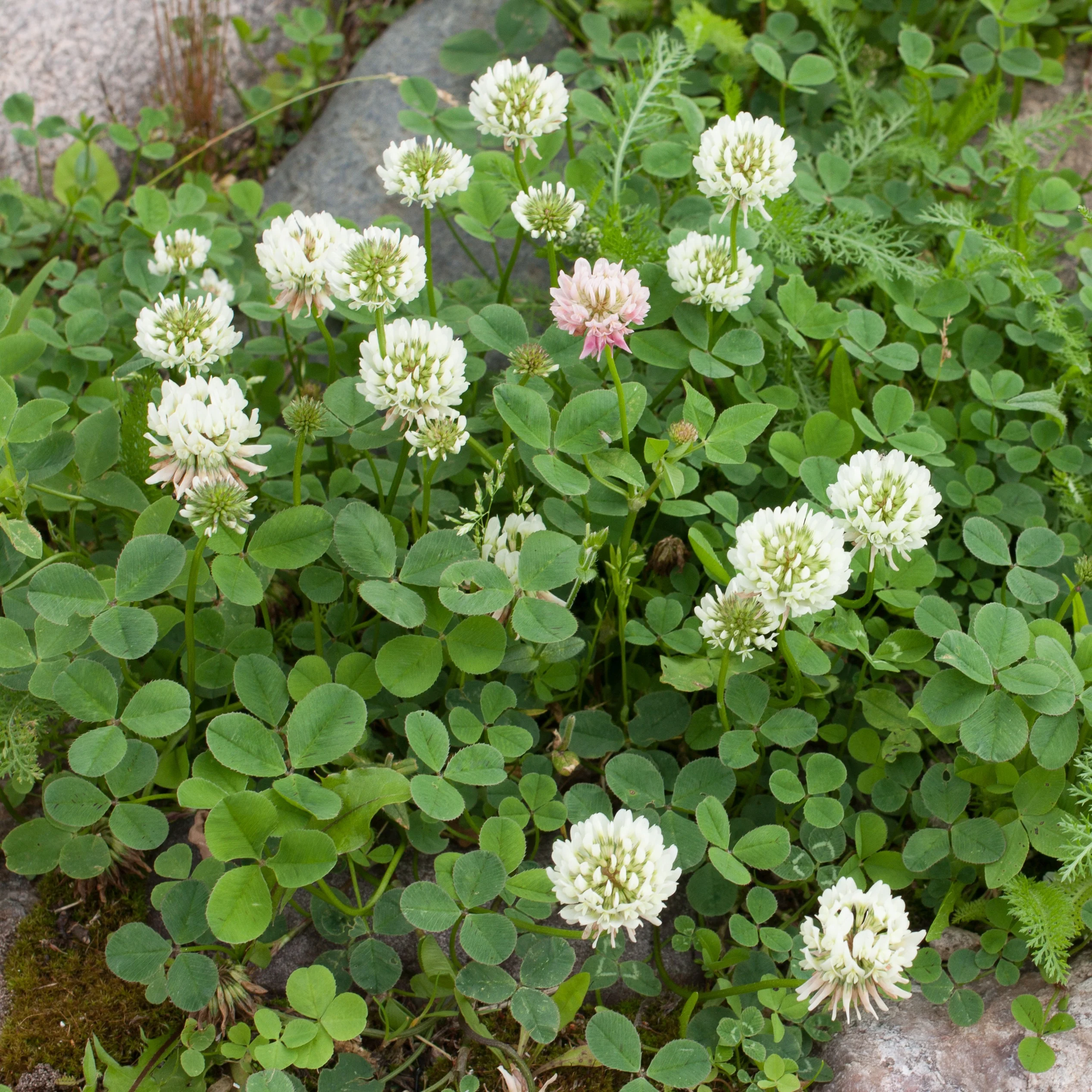 Trèfle blanc nain - Image 2