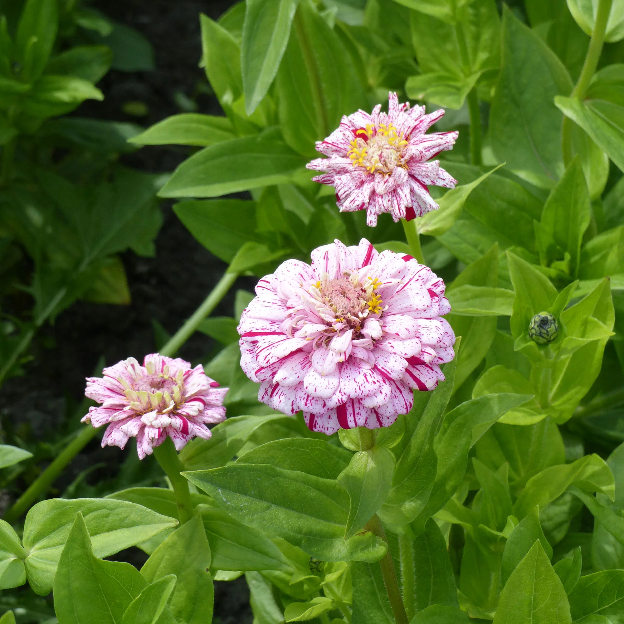 Zinnia Peppermint stick en mélange - Image 2