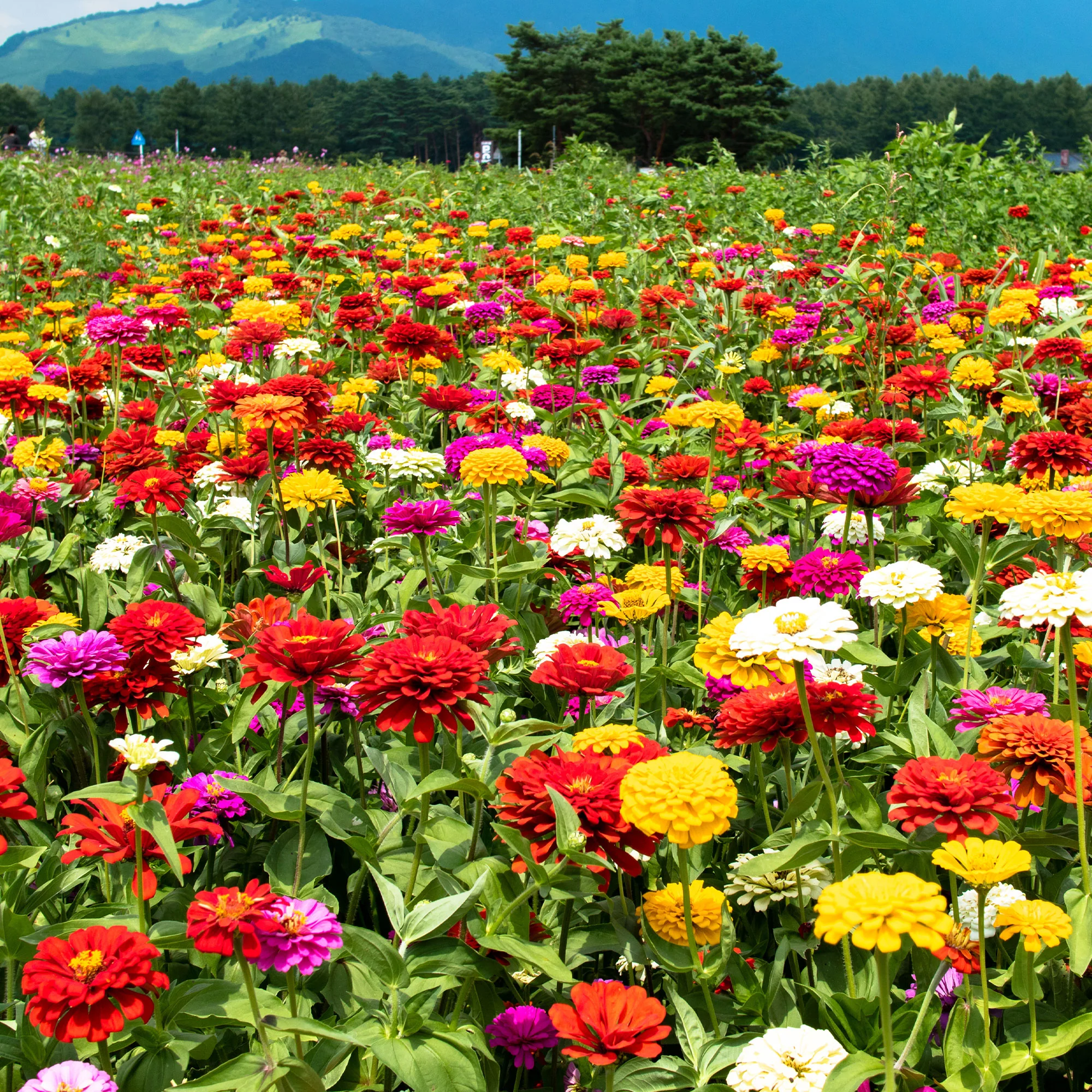 Zinnias à fleurs de dahlia en mélange