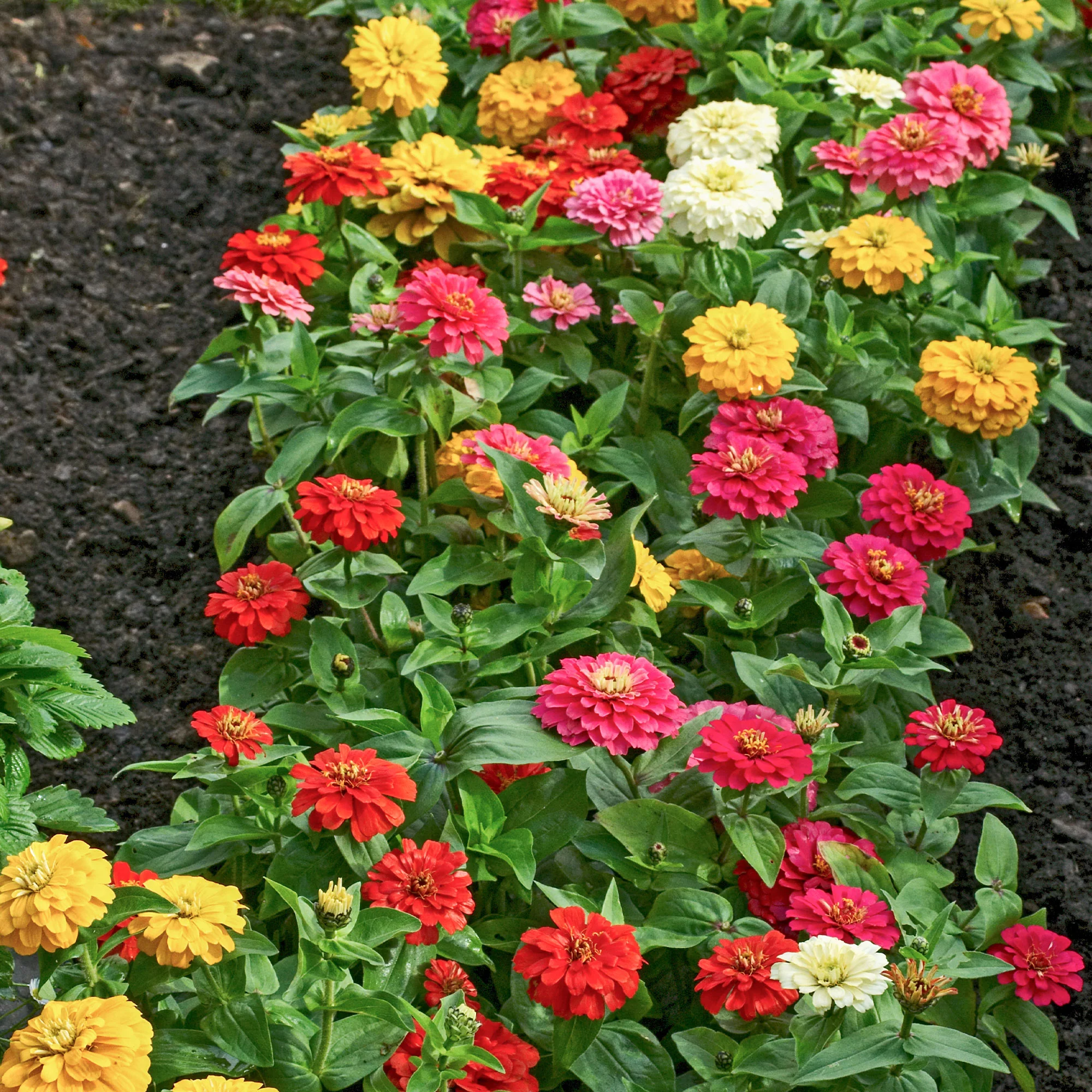 Zinnias à fleurs de dahlia en mélange - Image 2