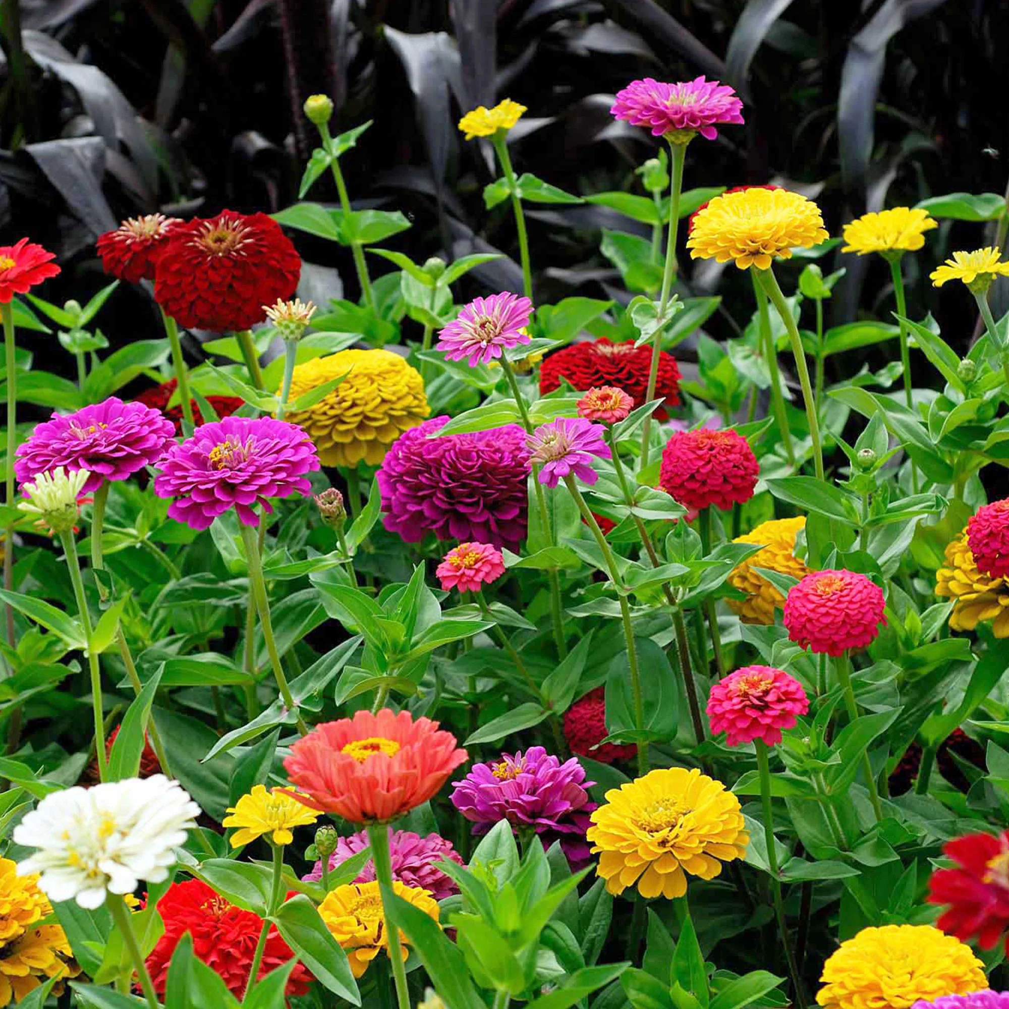 Zinnias à fleurs de dahlia en mélange - Image 3
